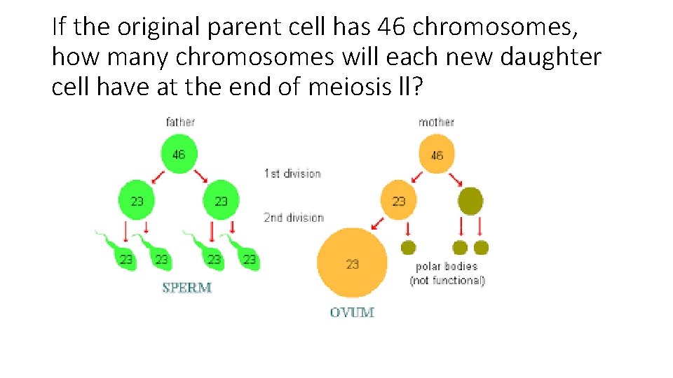 If the original parent cell has 46 chromosomes, how many chromosomes will each new