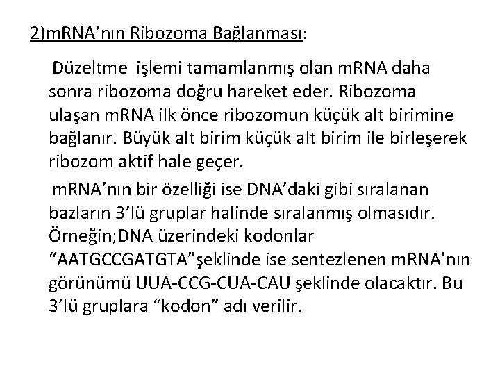 2)m. RNA’nın Ribozoma Bağlanması: Düzeltme işlemi tamamlanmış olan m. RNA daha sonra ribozoma doğru