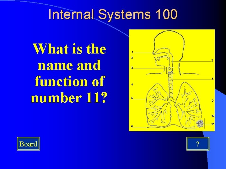 Internal Systems 100 What is the name and function of number 11? Board ?