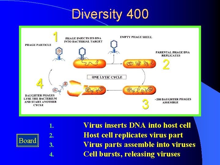 Diversity 400 1 2 4 3 Board 1. 2. 3. 4. Virus inserts DNA