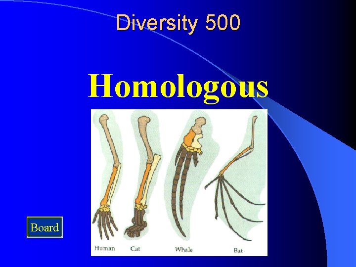 Diversity 500 Homologous Board 