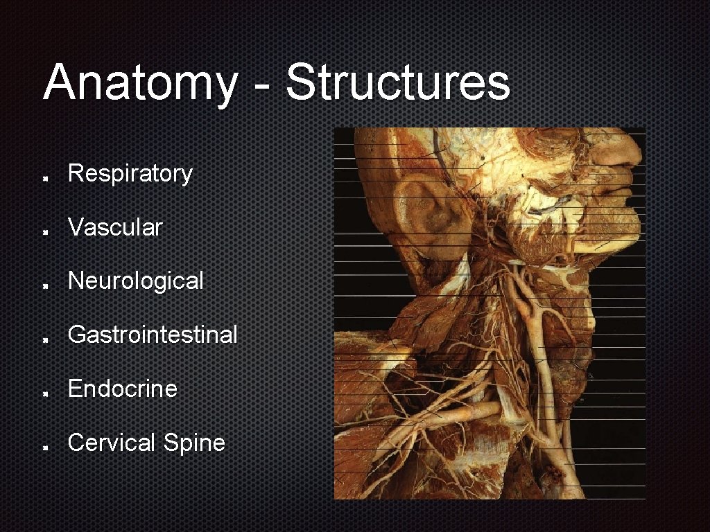 Anatomy - Structures Respiratory Vascular Neurological Gastrointestinal Endocrine Cervical Spine 