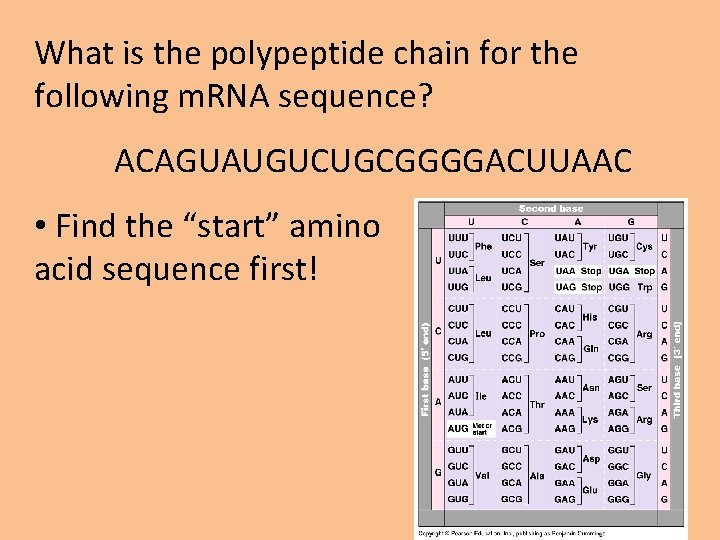 What is the polypeptide chain for the following m. RNA sequence? ACAGUAUGUCUGCGGGGACUUAAC • Find