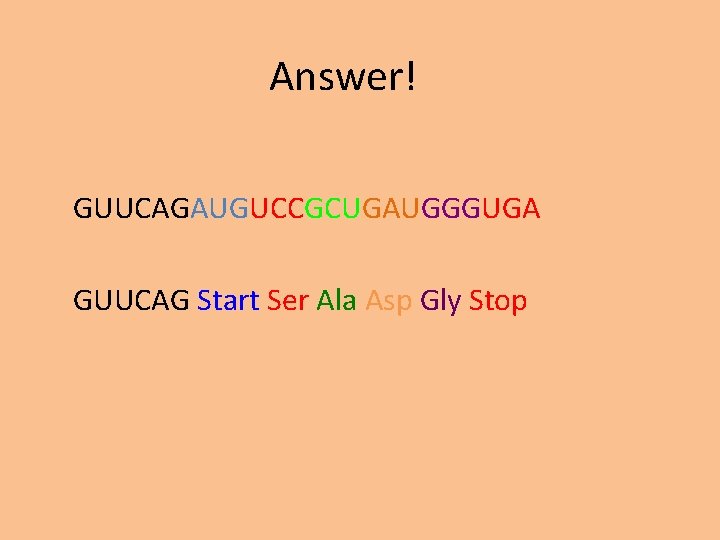 Answer! GUUCAGAUGUCCGCUGAUGGGUGA GUUCAG Start Ser Ala Asp Gly Stop 