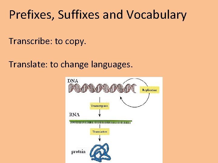 Prefixes, Suffixes and Vocabulary Transcribe: to copy. Translate: to change languages. 