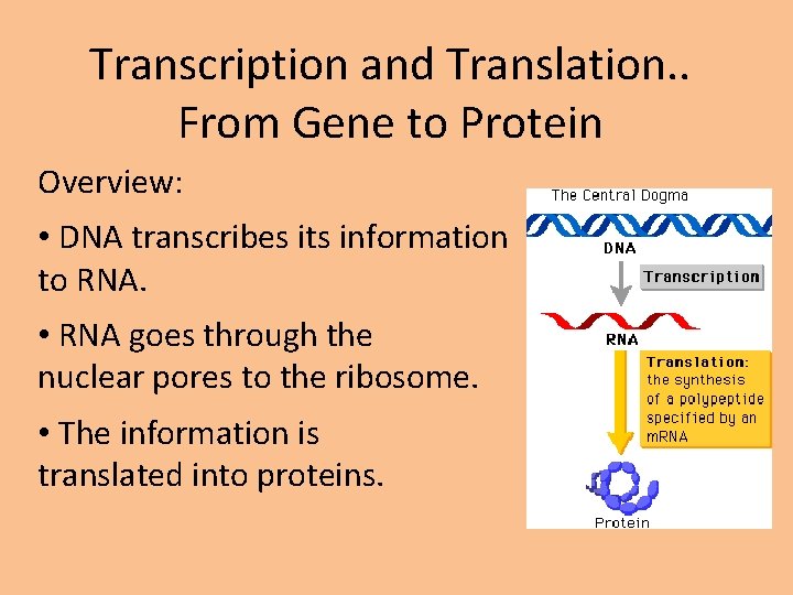Transcription and Translation. . From Gene to Protein Overview: • DNA transcribes its information