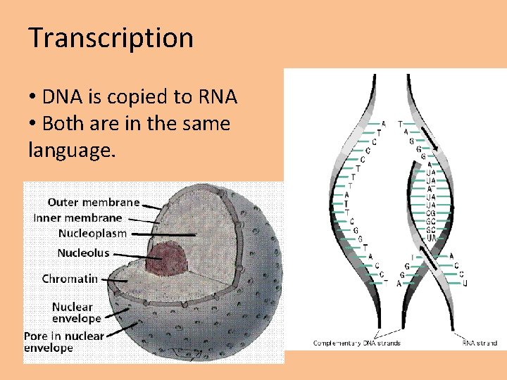 Transcription • DNA is copied to RNA • Both are in the same language.