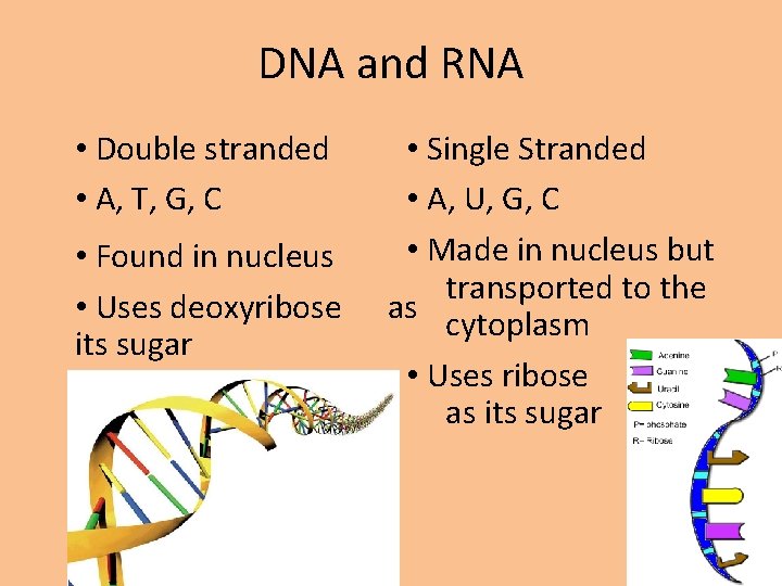 DNA and RNA • Double stranded • A, T, G, C • Found in