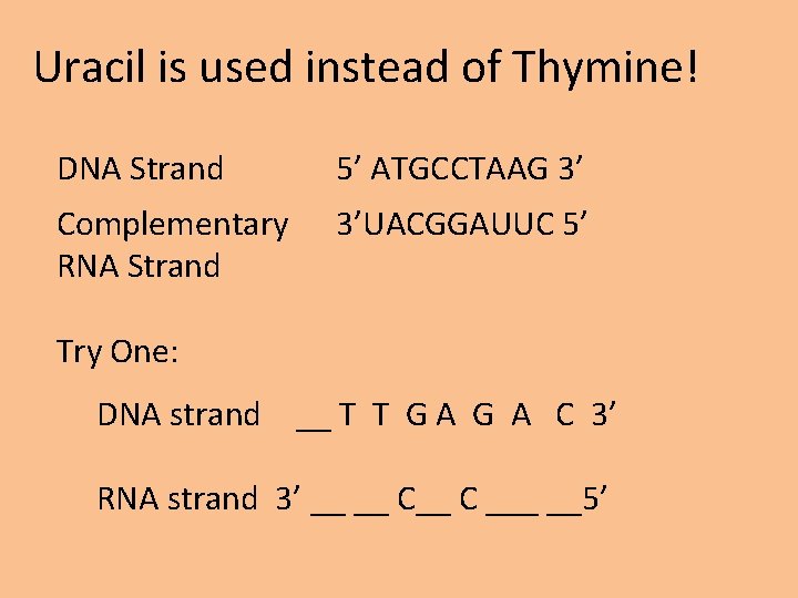Uracil is used instead of Thymine! DNA Strand 5’ ATGCCTAAG 3’ Complementary RNA Strand