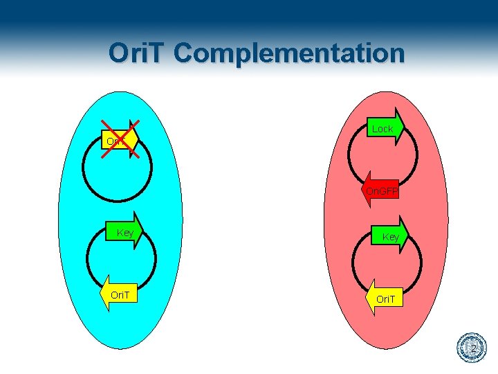 Ori. T Complementation Lock Ori. T On. GFP Key Ori. T 2 