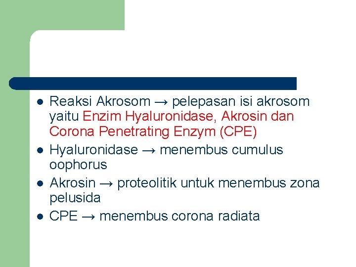 l l Reaksi Akrosom → pelepasan isi akrosom yaitu Enzim Hyaluronidase, Akrosin dan Corona