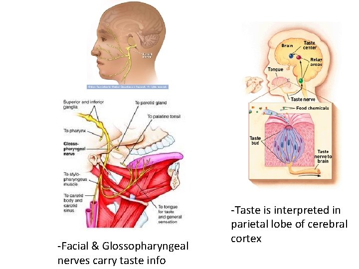 -Facial & Glossopharyngeal nerves carry taste info -Taste is interpreted in parietal lobe of