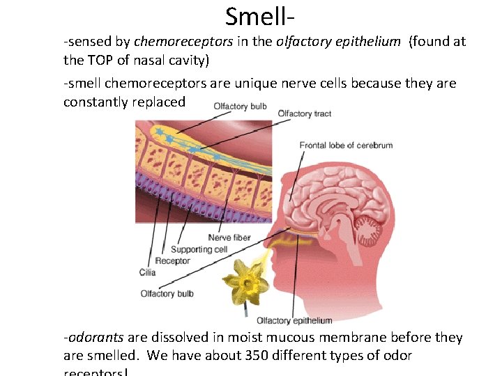 Smell- -sensed by chemoreceptors in the olfactory epithelium (found at the TOP of nasal