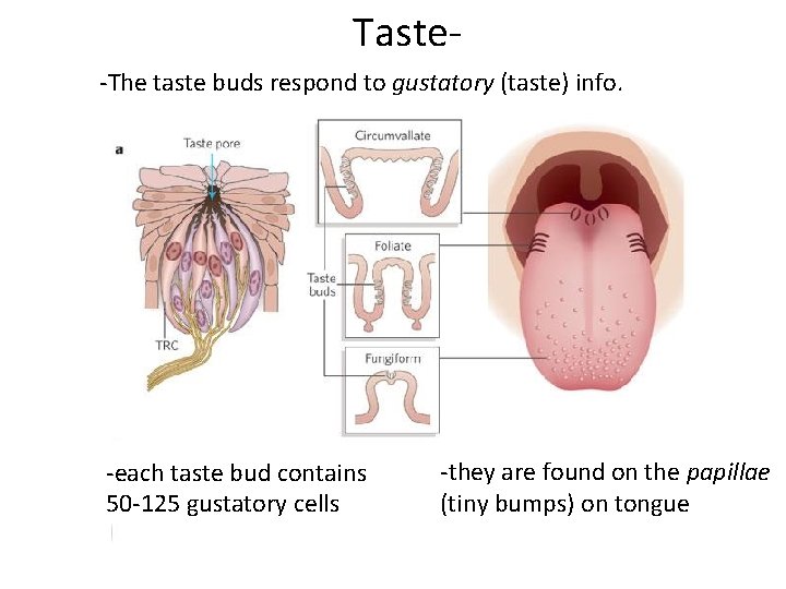 Taste-The taste buds respond to gustatory (taste) info. -each taste bud contains 50 -125
