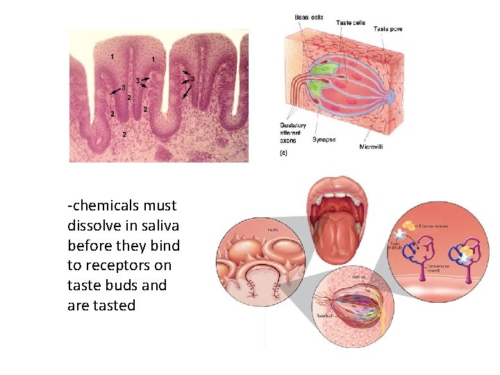 -chemicals must dissolve in saliva before they bind to receptors on taste buds and
