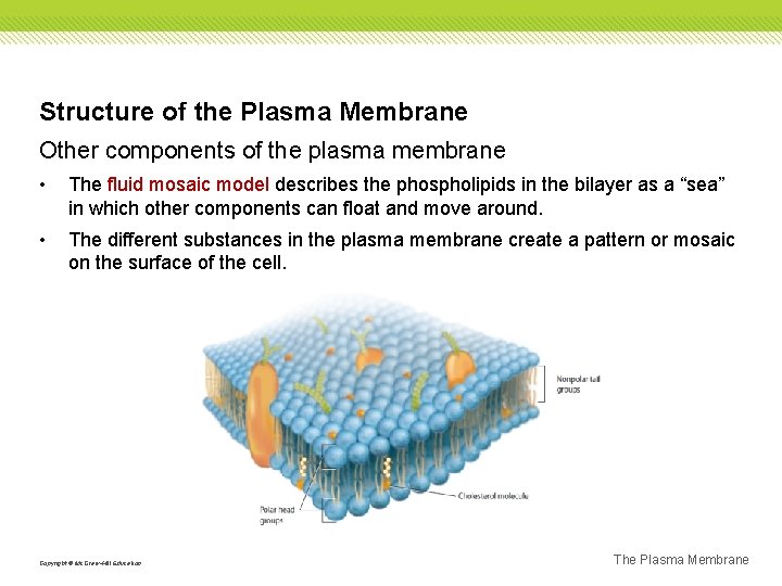 Structure of the Plasma Membrane Other components of the plasma membrane • The fluid