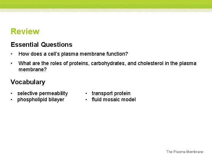 Review Essential Questions • How does a cell’s plasma membrane function? • What are