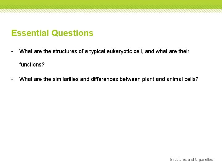 Essential Questions • What are the structures of a typical eukaryotic cell, and what