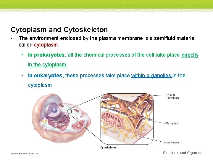 Cytoplasm and Cytoskeleton • The environment enclosed by the plasma membrane is a semifluid