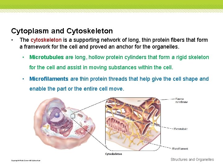 Cytoplasm and Cytoskeleton • The cytoskeleton is a supporting network of long, thin protein