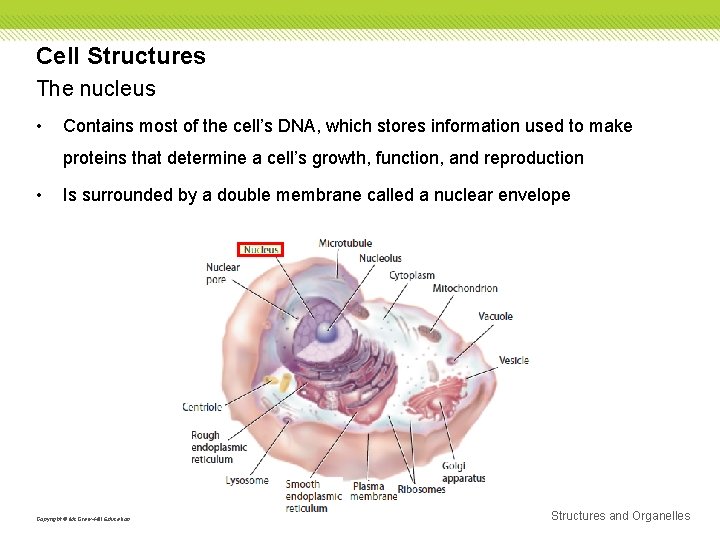 Cell Structures The nucleus • Contains most of the cell’s DNA, which stores information