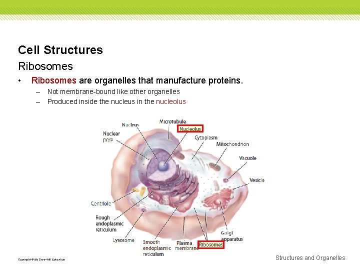 Cell Structures Ribosomes • Ribosomes are organelles that manufacture proteins. – Not membrane-bound like