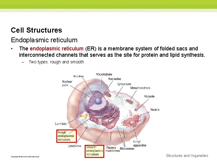 Cell Structures Endoplasmic reticulum • The endoplasmic reticulum (ER) is a membrane system of