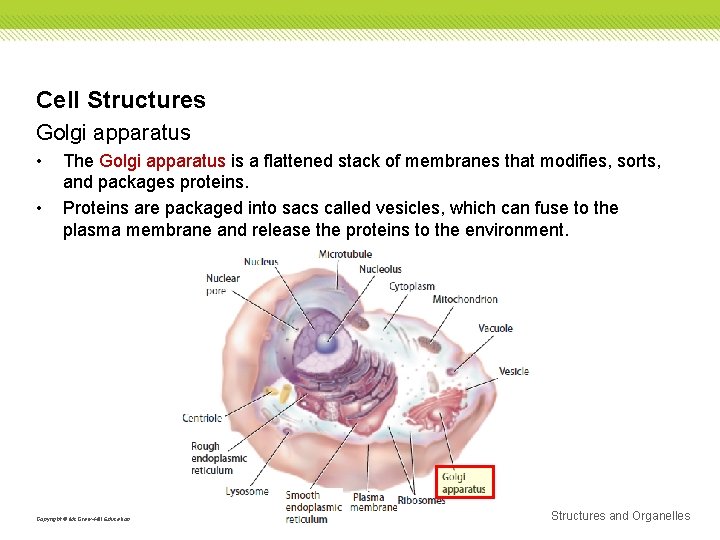 Cell Structures Golgi apparatus • • The Golgi apparatus is a flattened stack of