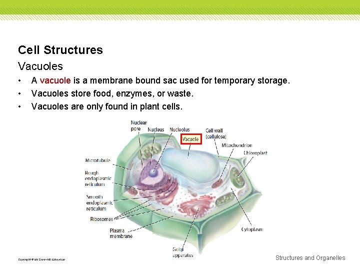 Cell Structures Vacuoles • • • A vacuole is a membrane bound sac used