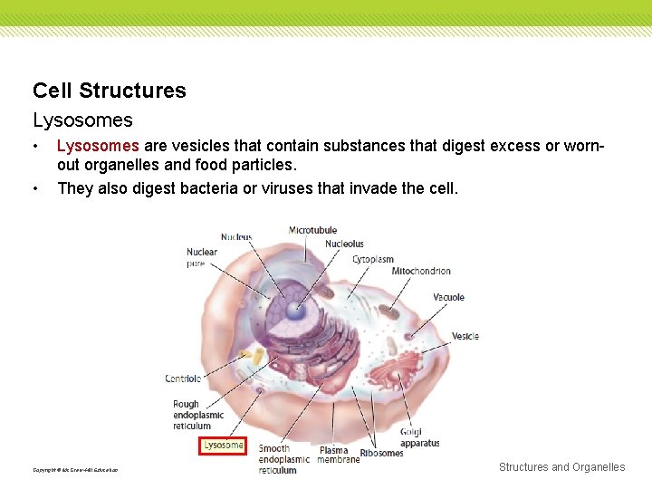 Cell Structures Lysosomes • • Lysosomes are vesicles that contain substances that digest excess