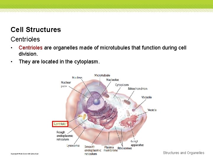 Cell Structures Centrioles • • Centrioles are organelles made of microtubules that function during