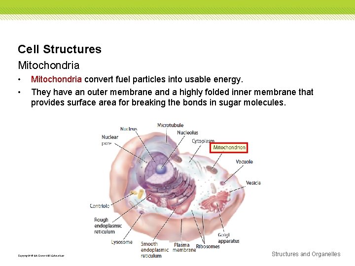 Cell Structures Mitochondria • • Mitochondria convert fuel particles into usable energy. They have