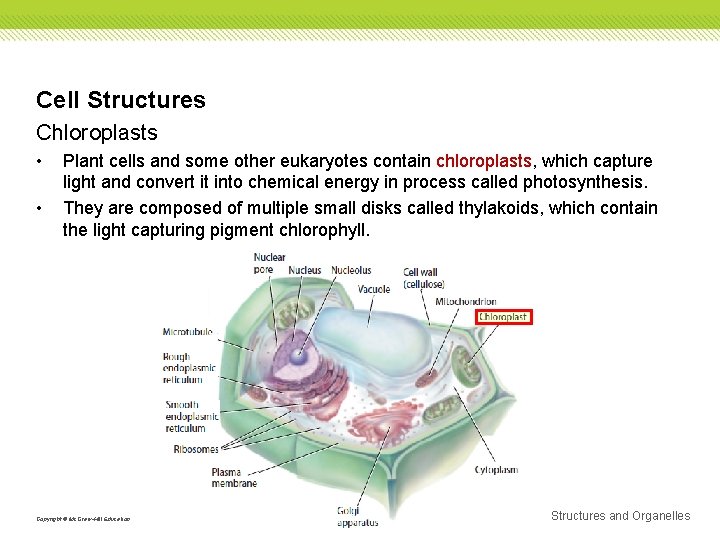 Cell Structures Chloroplasts • • Plant cells and some other eukaryotes contain chloroplasts, which
