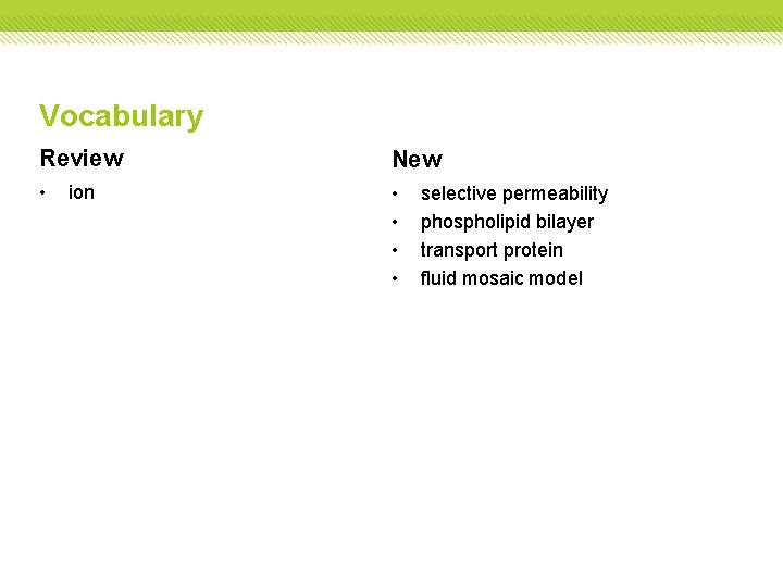 Vocabulary Review New • • • ion selective permeability phospholipid bilayer transport protein fluid