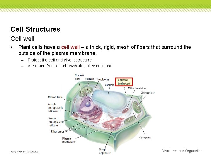 Cell Structures Cell wall • Plant cells have a cell wall – a thick,