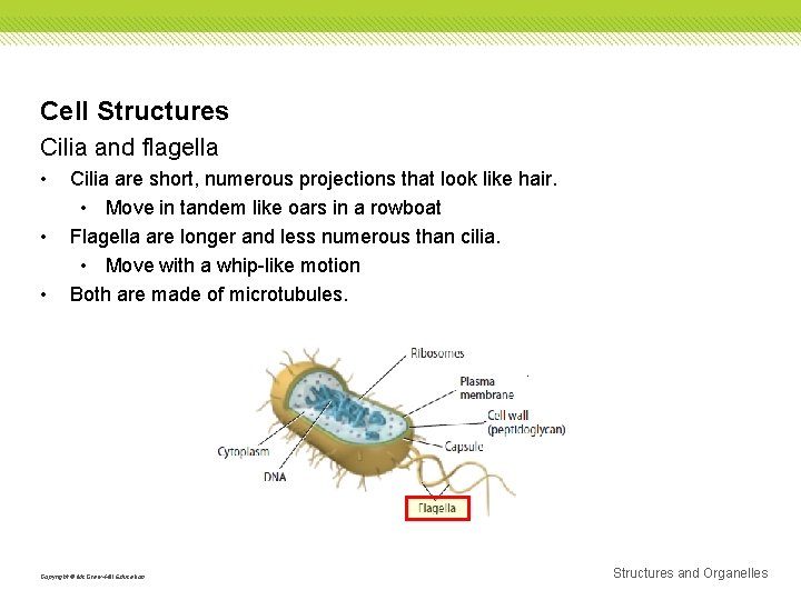 Cell Structures Cilia and flagella • • • Cilia are short, numerous projections that