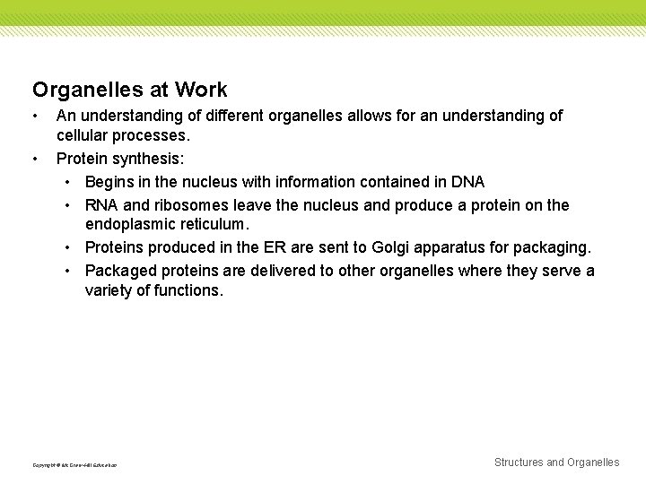Organelles at Work • • An understanding of different organelles allows for an understanding