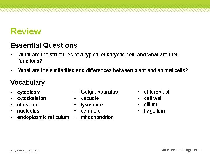 Review Essential Questions • What are the structures of a typical eukaryotic cell, and