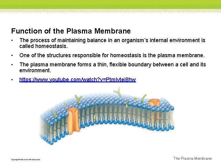 Function of the Plasma Membrane • The process of maintaining balance in an organism’s