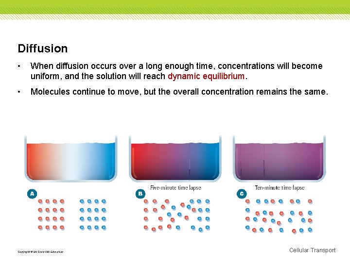Diffusion • When diffusion occurs over a long enough time, concentrations will become uniform,