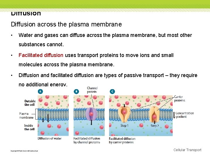 Diffusion across the plasma membrane • Water and gases can diffuse across the plasma