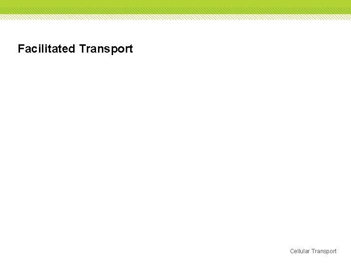 Facilitated Transport Cellular Transport 