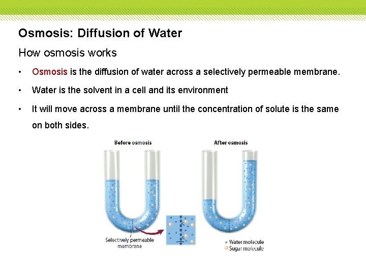 Osmosis: Diffusion of Water How osmosis works • Osmosis is the diffusion of water