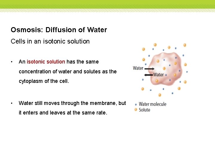 Osmosis: Diffusion of Water Cells in an isotonic solution • An isotonic solution has