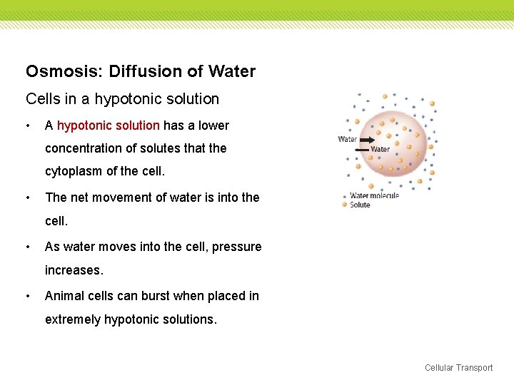 Osmosis: Diffusion of Water Cells in a hypotonic solution • A hypotonic solution has