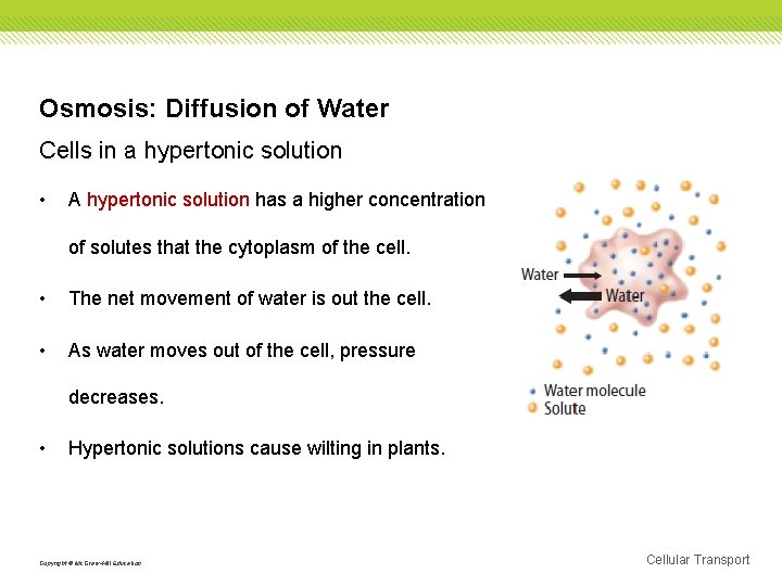 Osmosis: Diffusion of Water Cells in a hypertonic solution • A hypertonic solution has