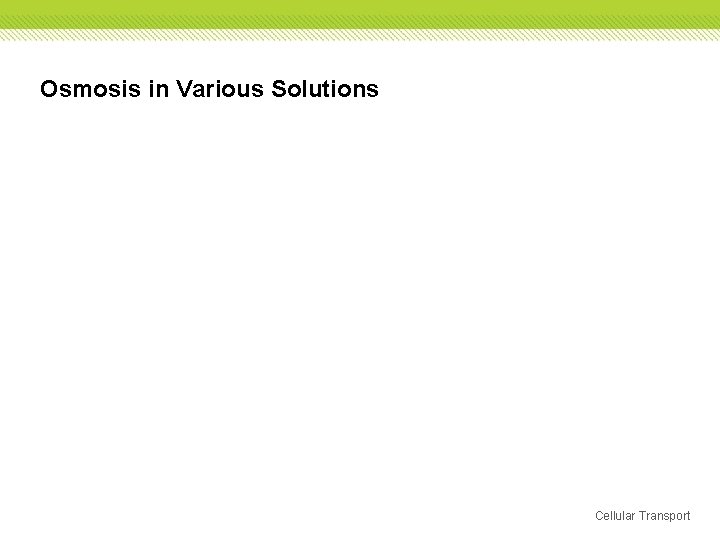 Osmosis in Various Solutions Cellular Transport 
