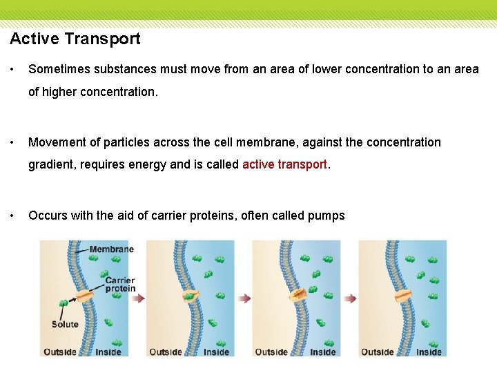 Active Transport • Sometimes substances must move from an area of lower concentration to