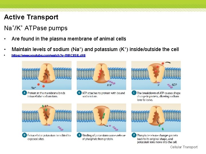 Active Transport Na+/K+ ATPase pumps • Are found in the plasma membrane of animal