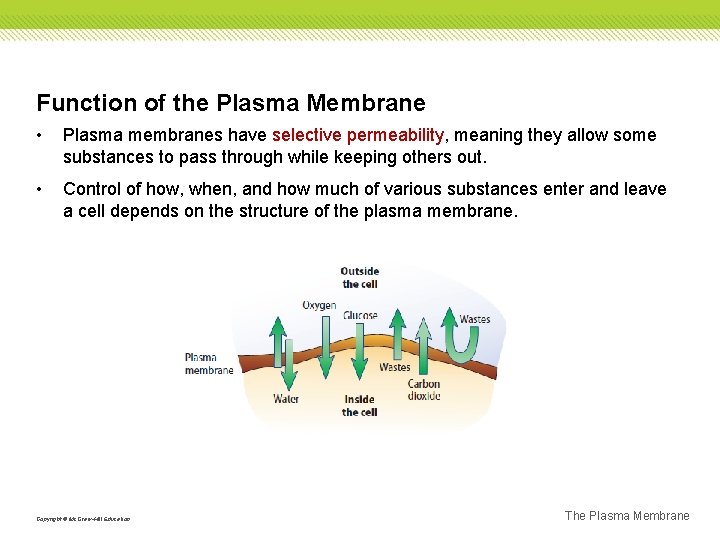 Function of the Plasma Membrane • Plasma membranes have selective permeability, meaning they allow